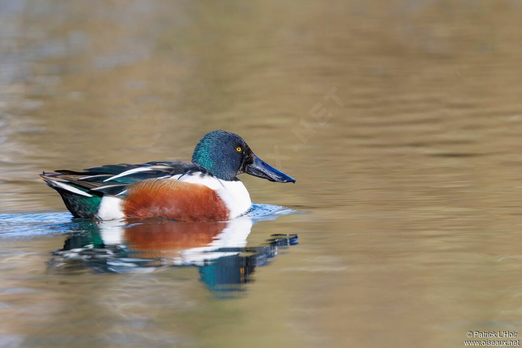 Canard souchetadulte