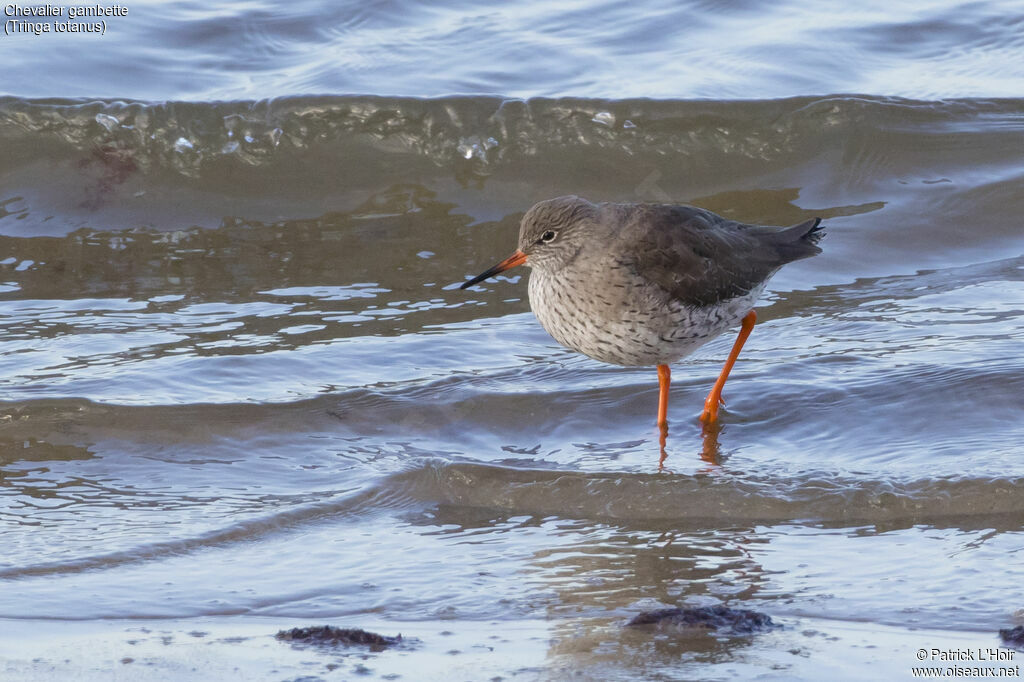 Common Redshank