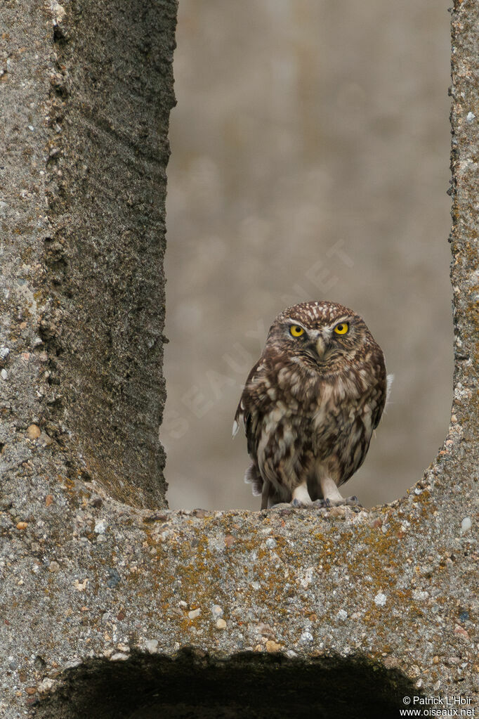 Little Owl