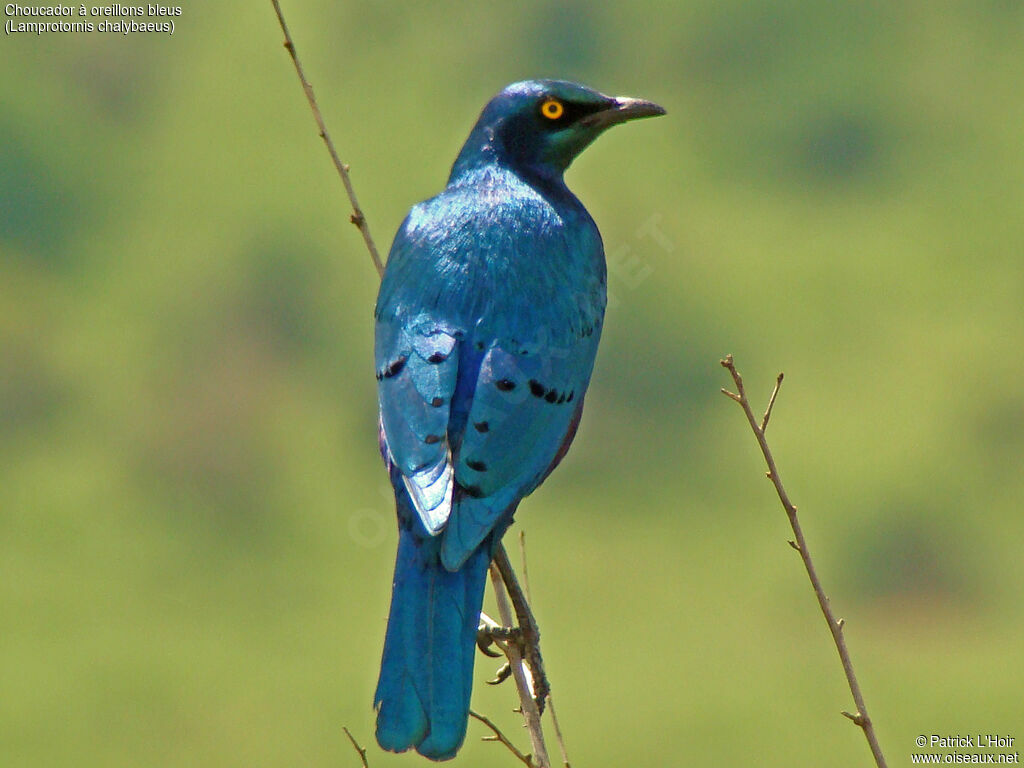 Greater Blue-eared Starling