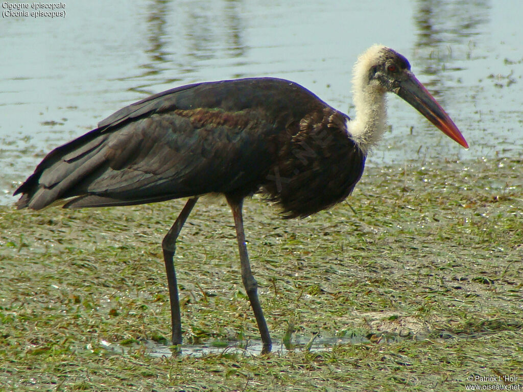 Asian Woolly-necked Stork