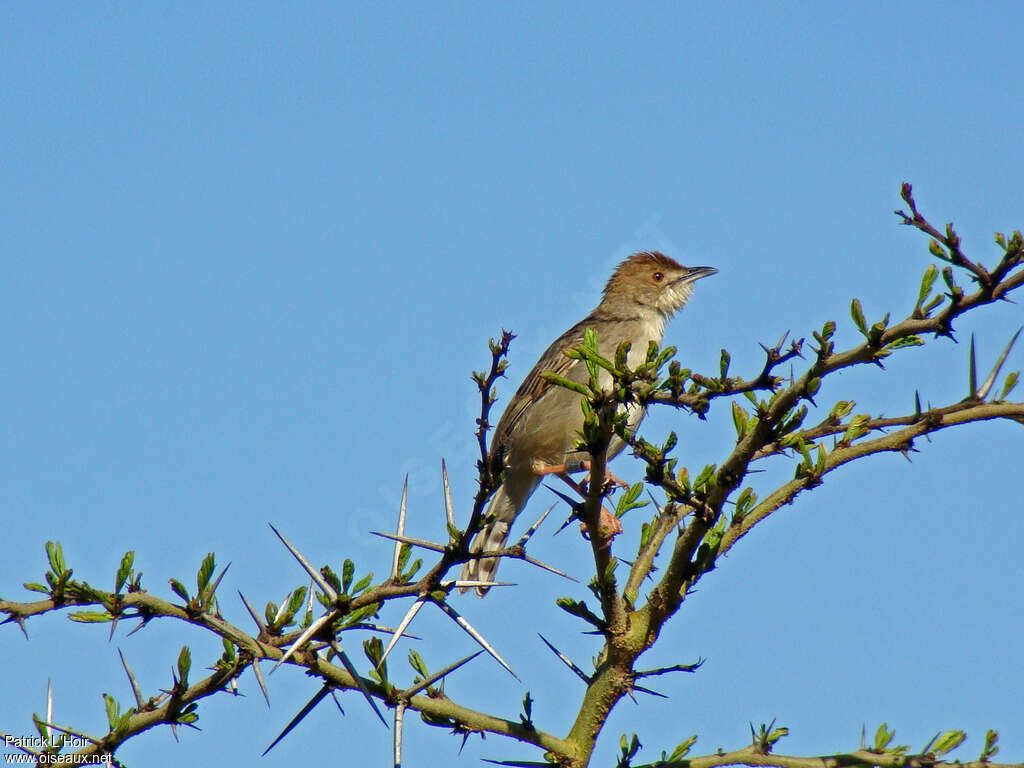 Rattling Cisticolaadult, habitat, Behaviour
