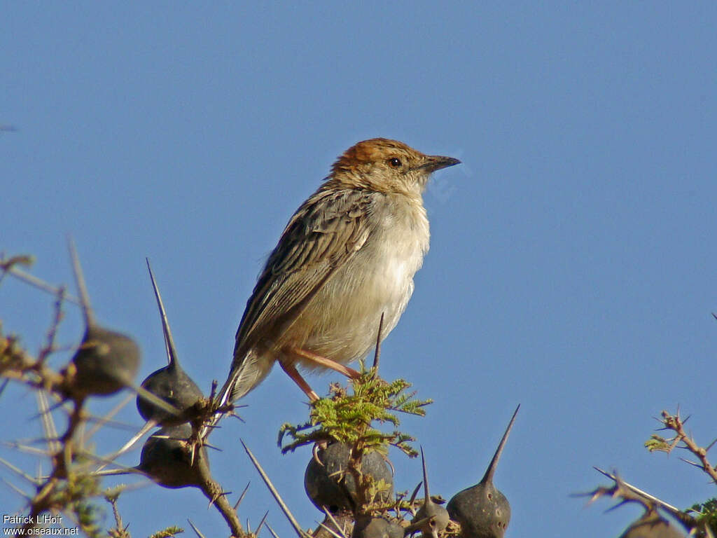 Cisticole robusteadulte, identification