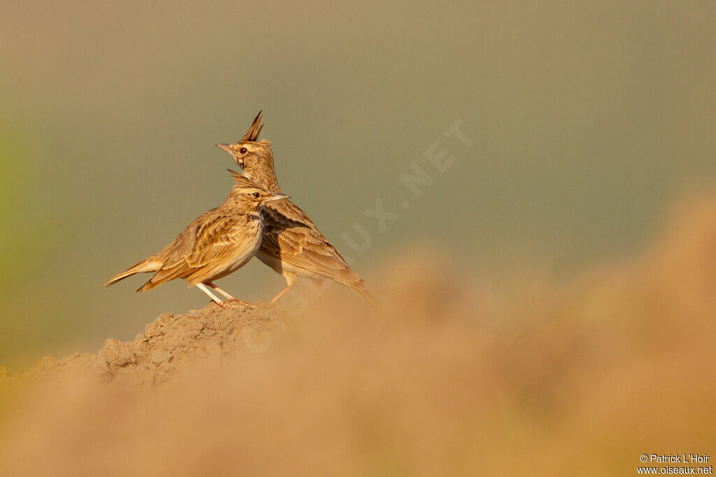 Cochevis huppé