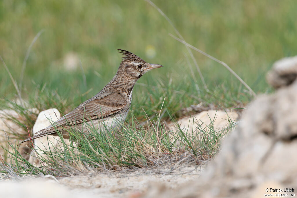 Cochevis huppé