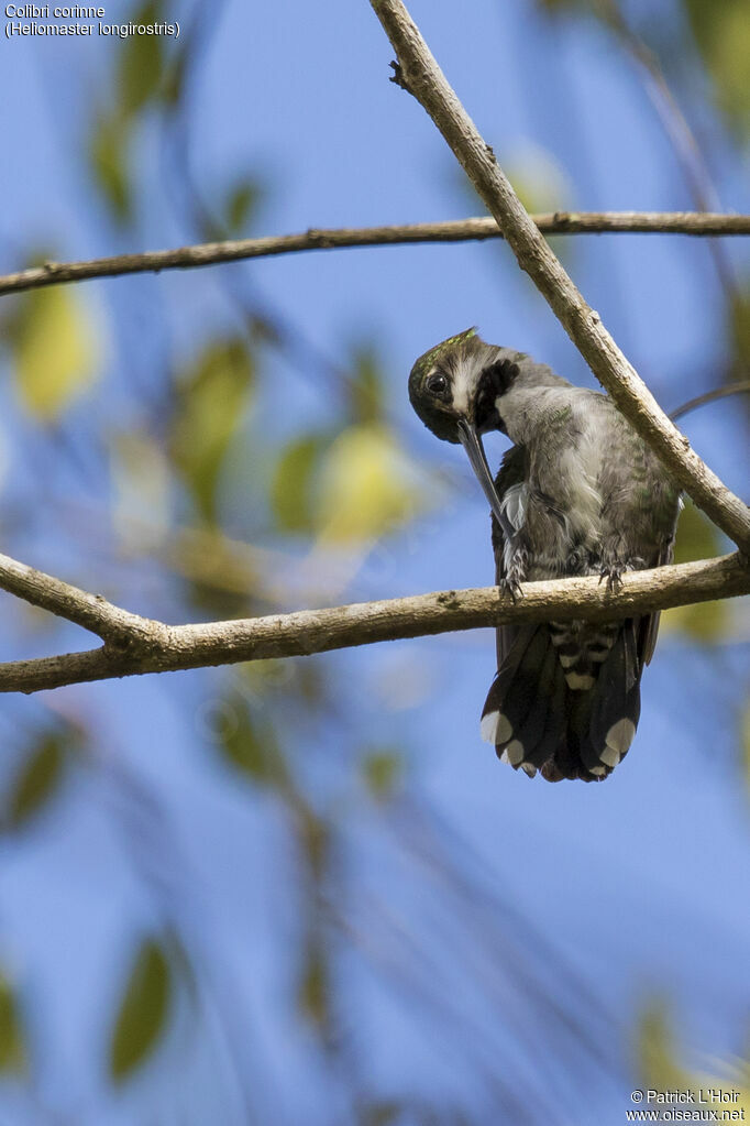 Colibri corinne
