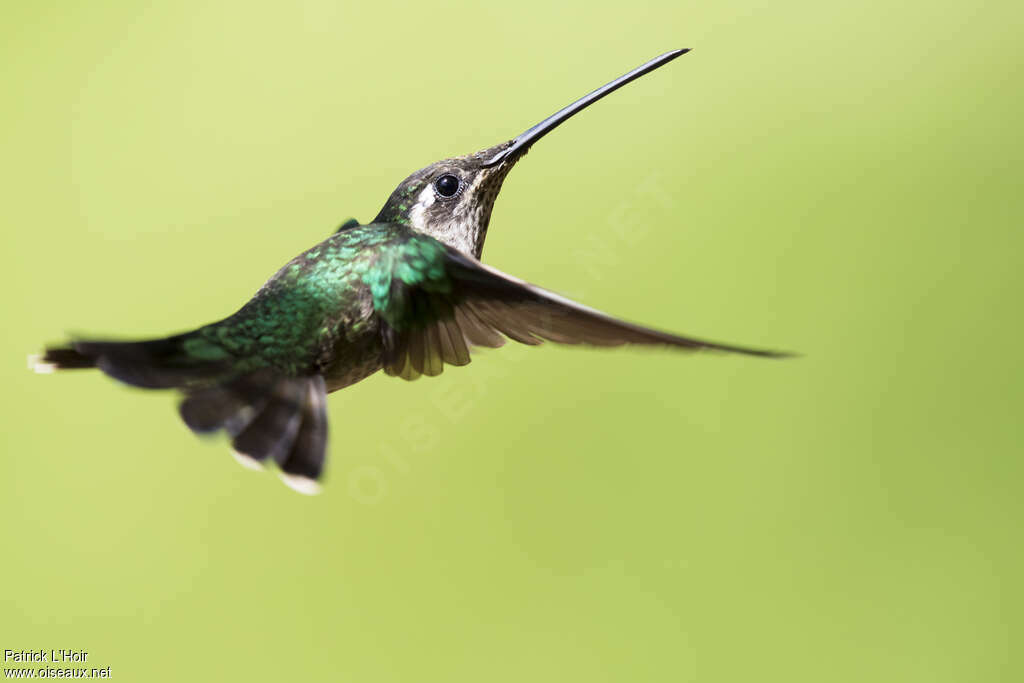 Colibri de Constantadulte, portrait