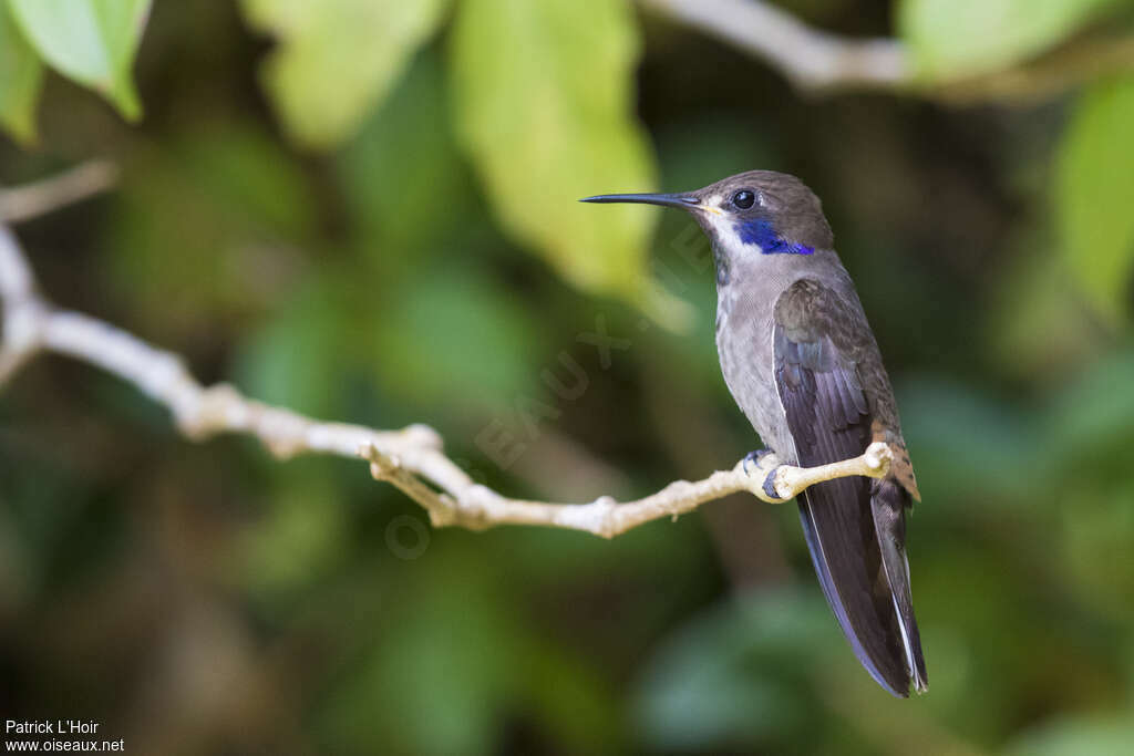 Colibri de Delphineadulte, identification