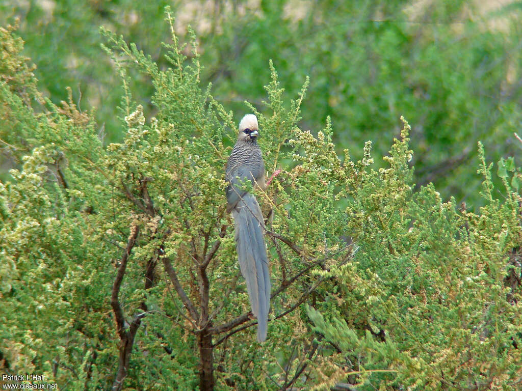 White-headed Mousebirdadult