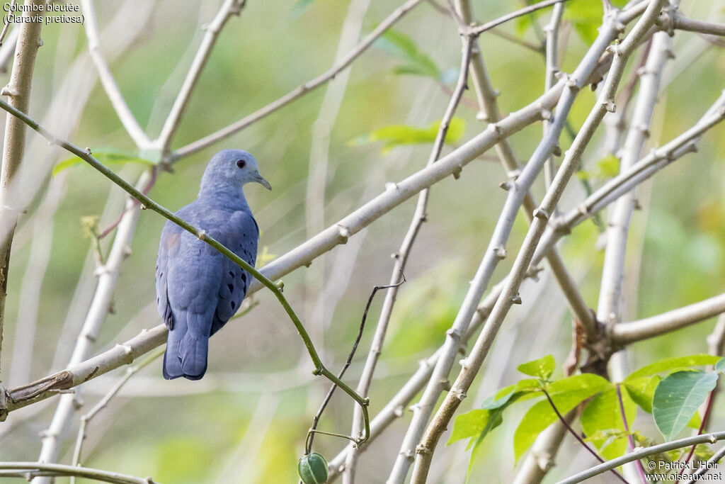 Blue Ground Dove