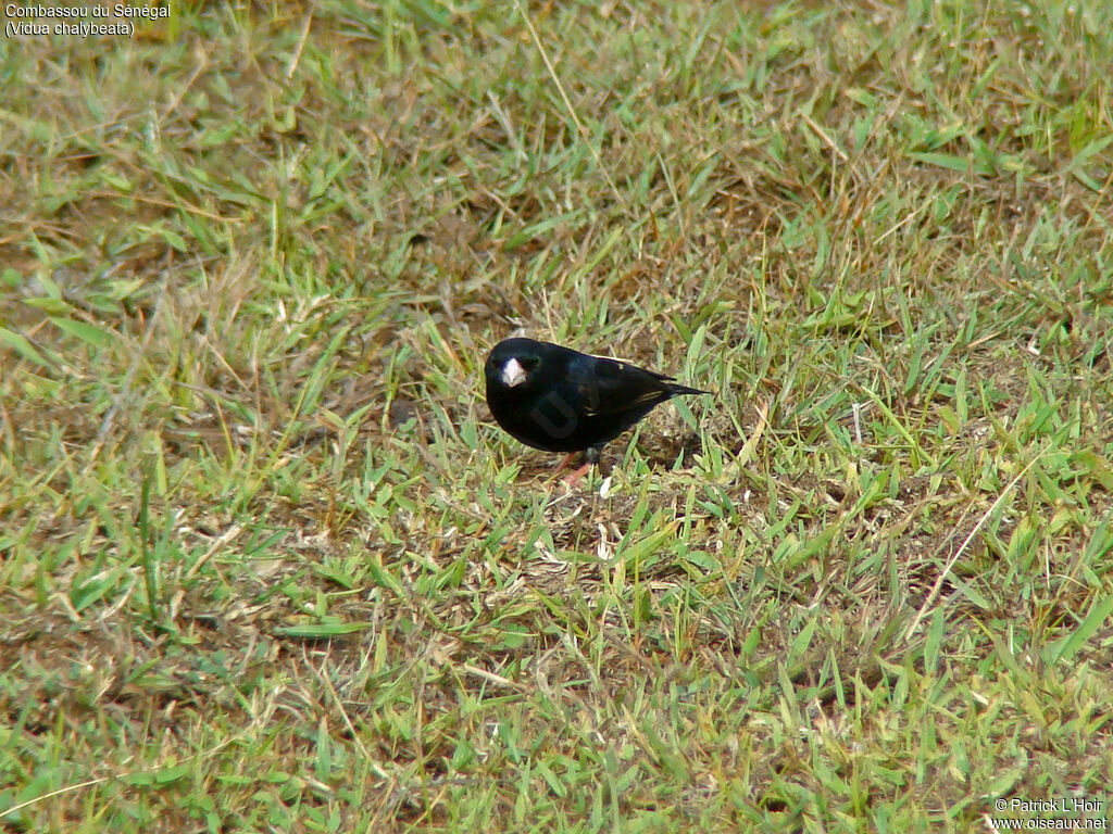 Combassou du Sénégal