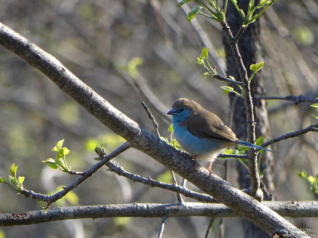 Cordonbleu de l'Angola