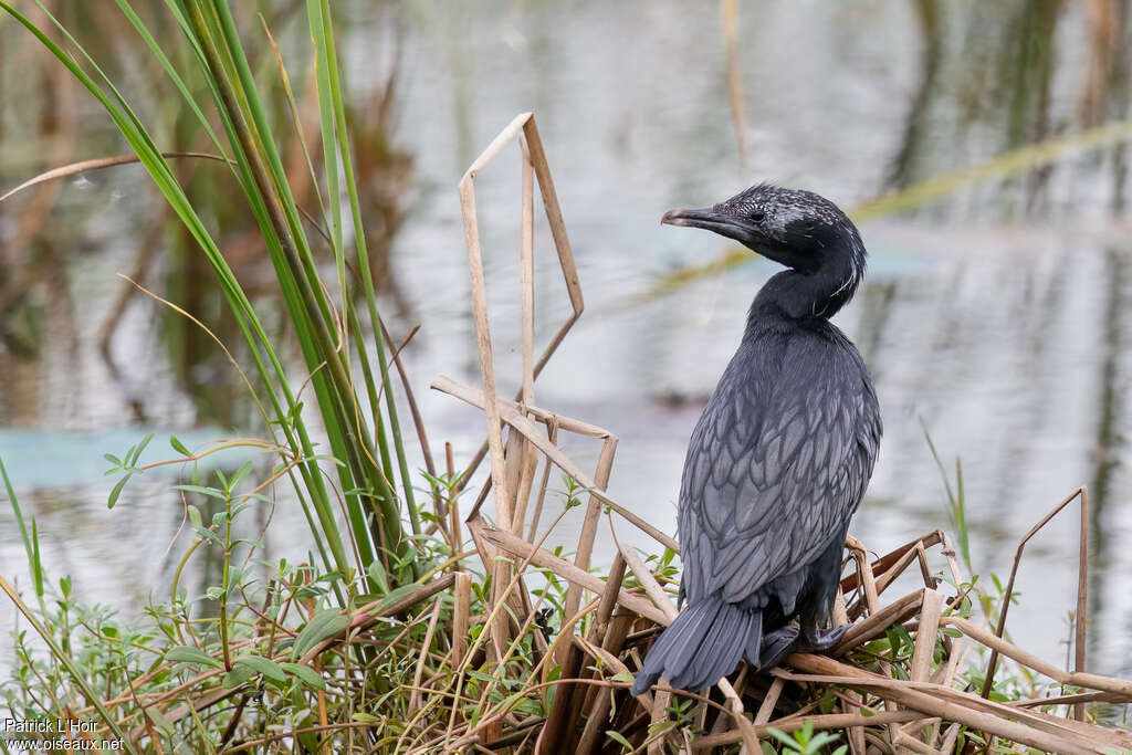 Little Cormorantadult post breeding, pigmentation