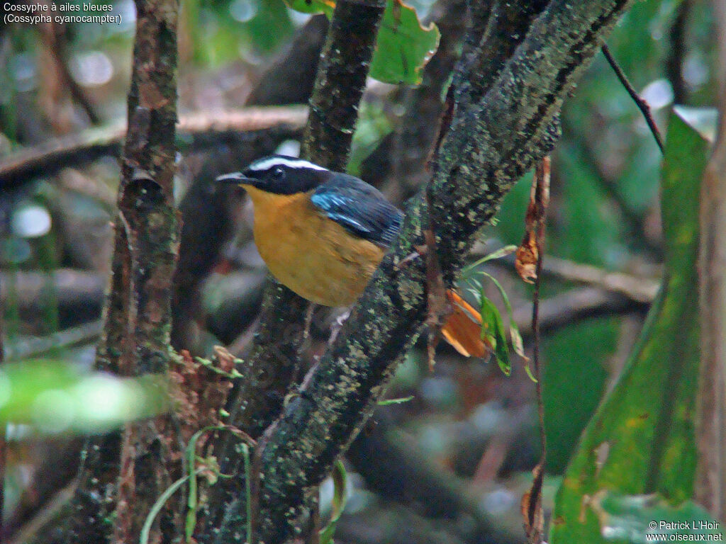 Blue-shouldered Robin-Chat