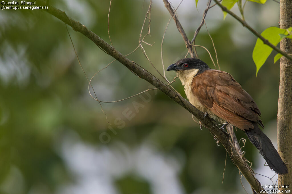 Senegal Coucaladult