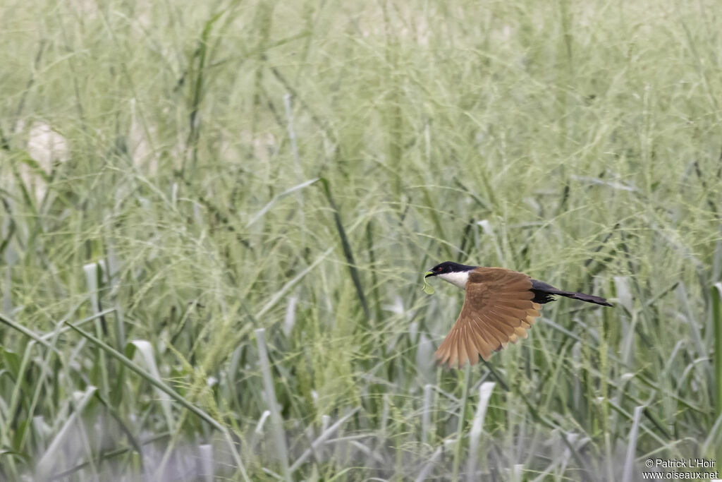 Coucal du Sénégal