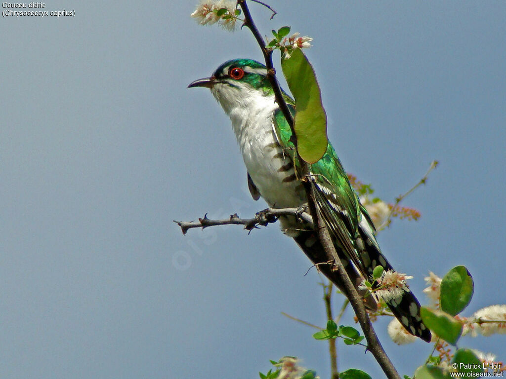 Diederik Cuckoo
