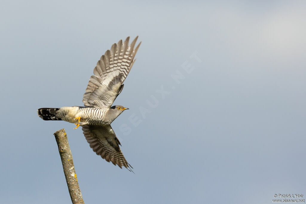 Common Cuckoo