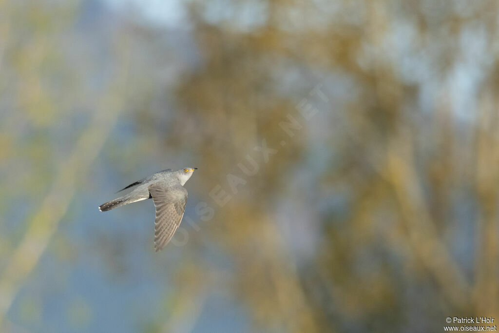 Common Cuckoo