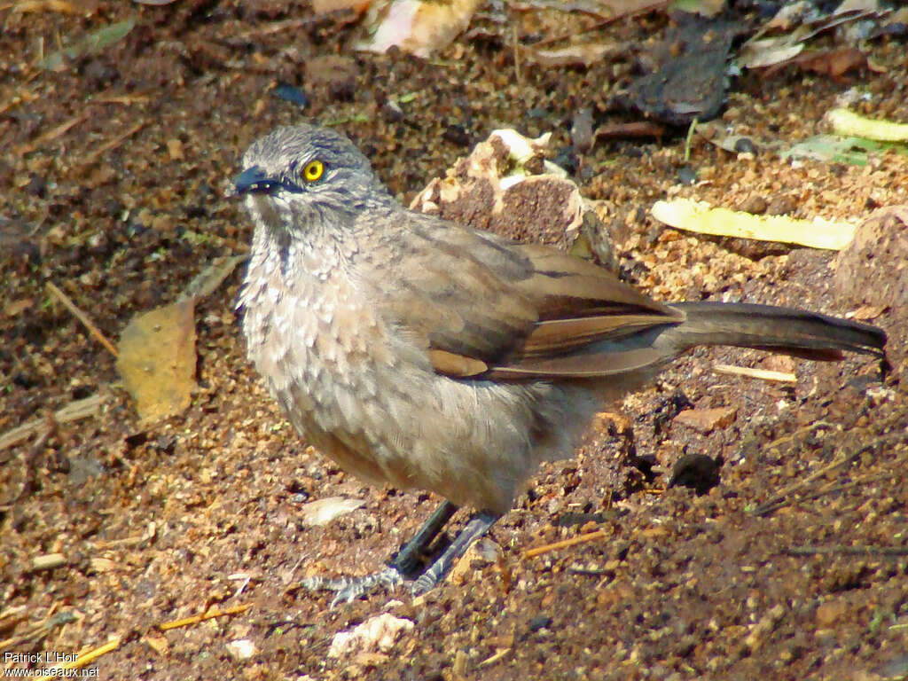 Cratérope brunimmature, identification
