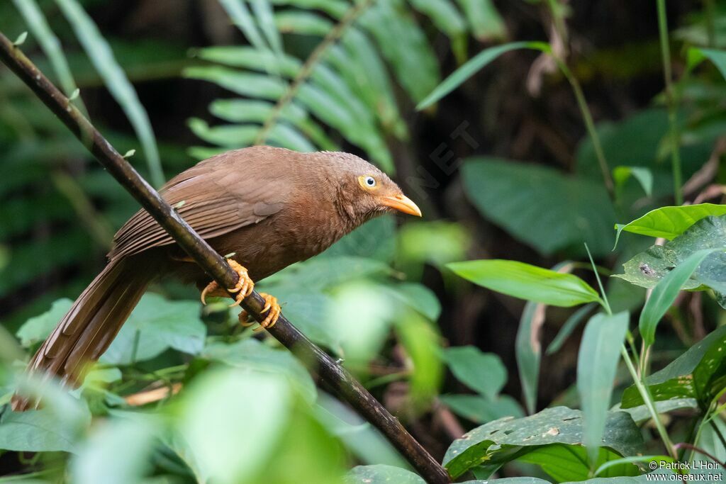 Orange-billed Babbler