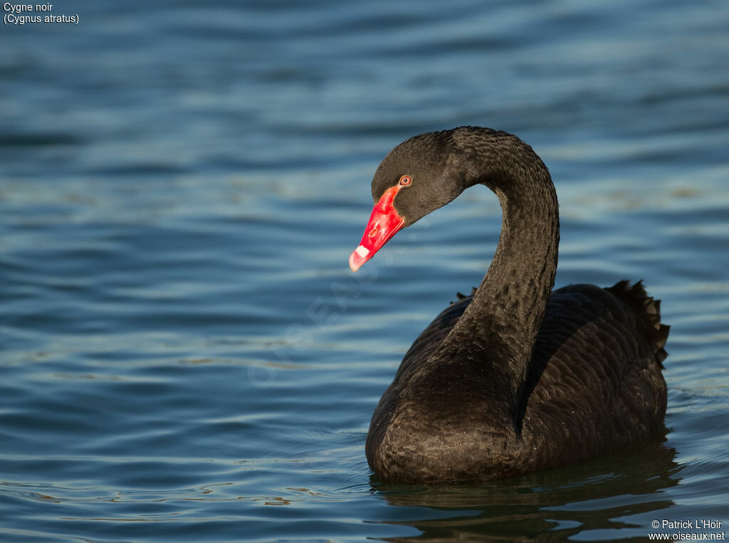 Cygne noir