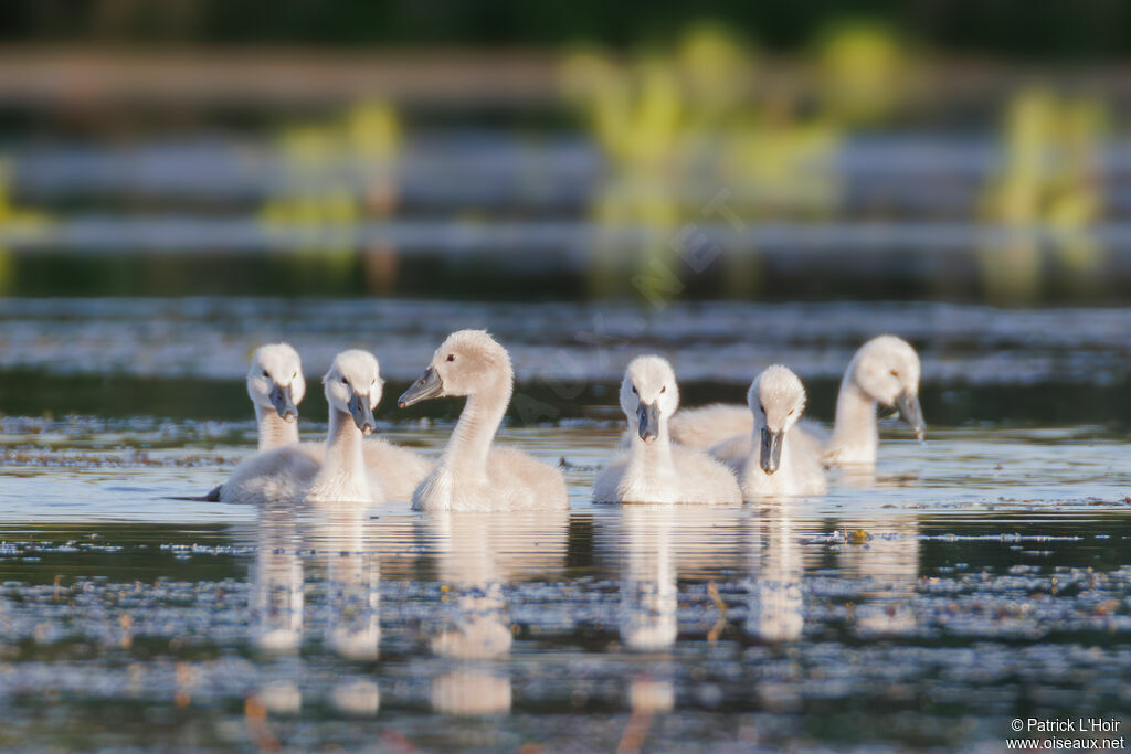 Cygne tuberculéPoussin