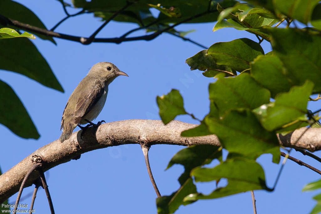 Dicée à bec rougeadulte, identification