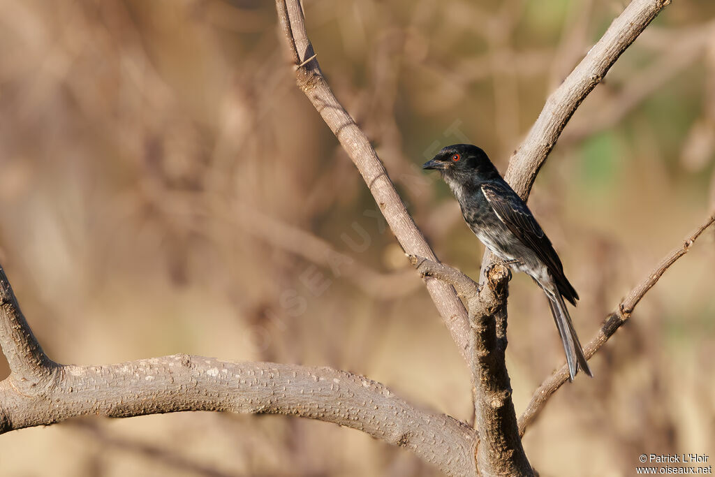 Drongo brillant