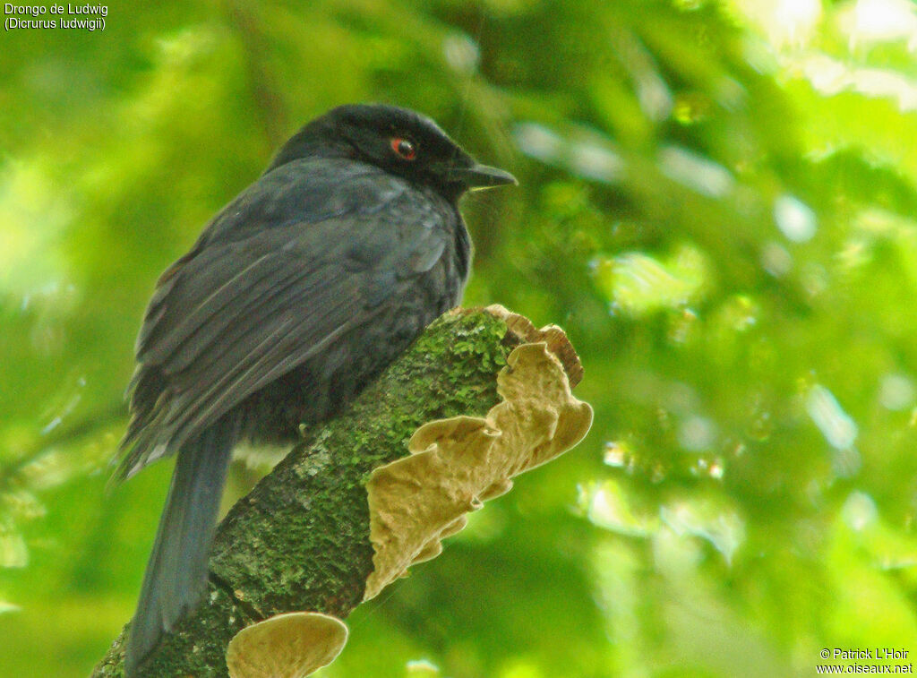 Drongo de Ludwig