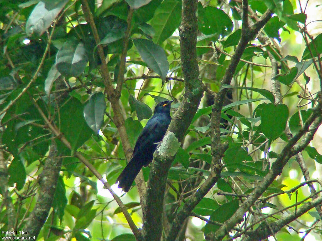 Échenilleur de Petit mâle adulte, habitat, pigmentation