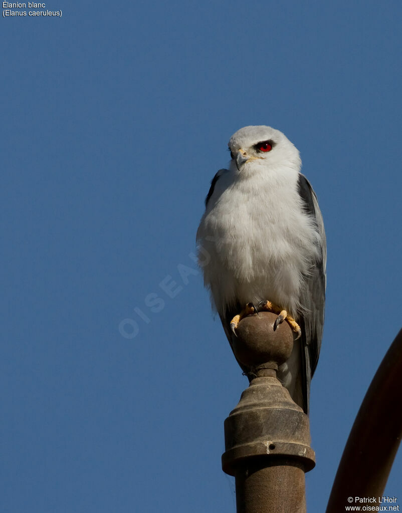 Black-winged Kiteadult