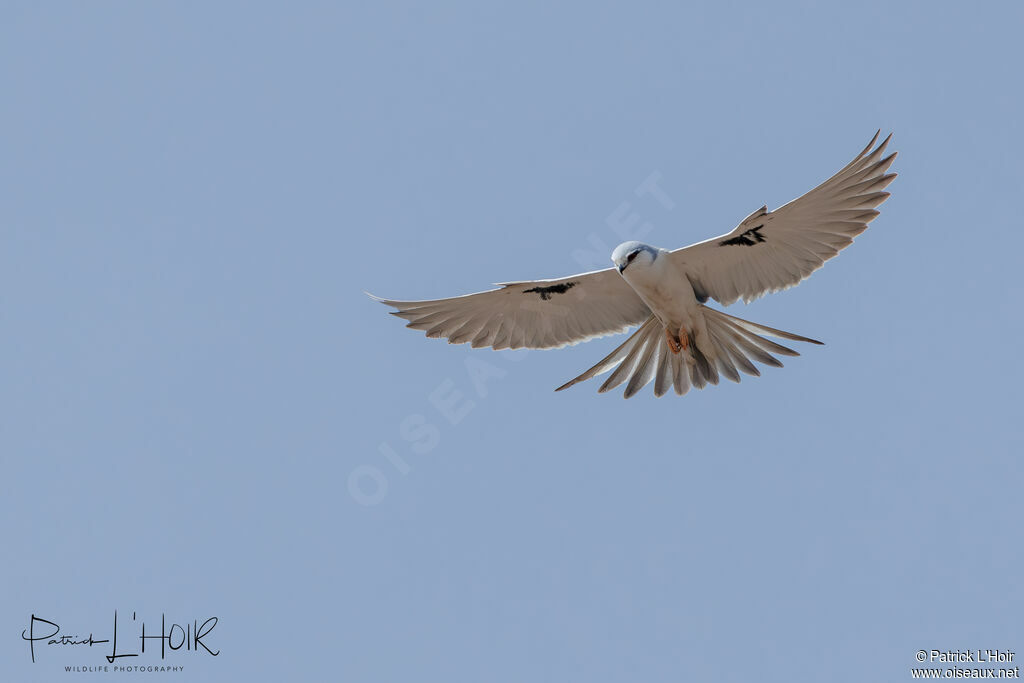 Scissor-tailed Kite
