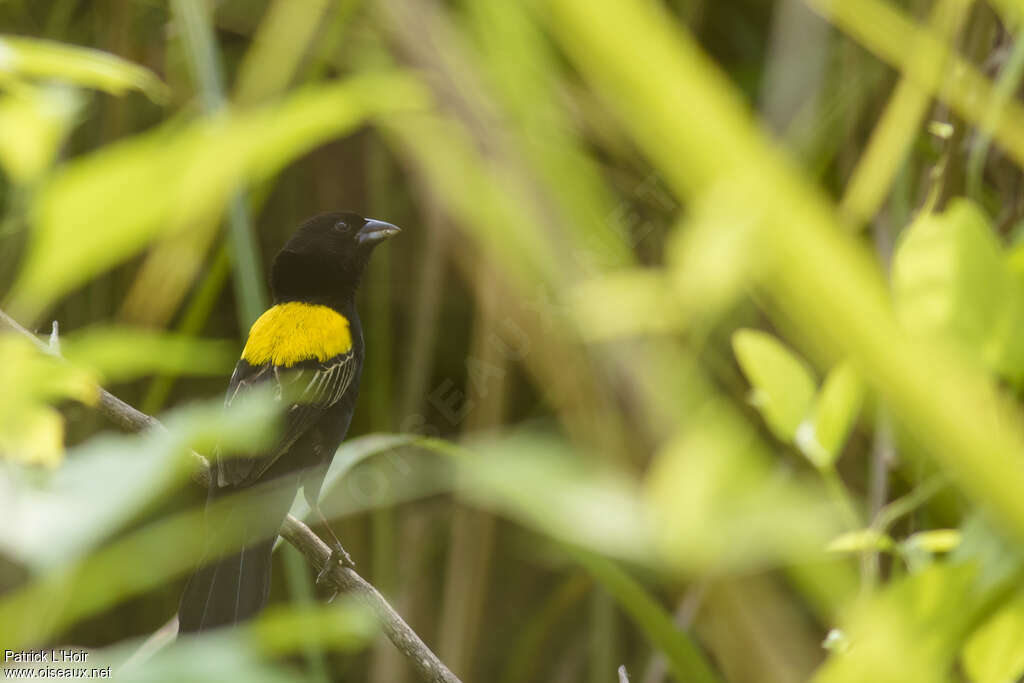 Euplecte à dos d'or mâle adulte nuptial, habitat, camouflage