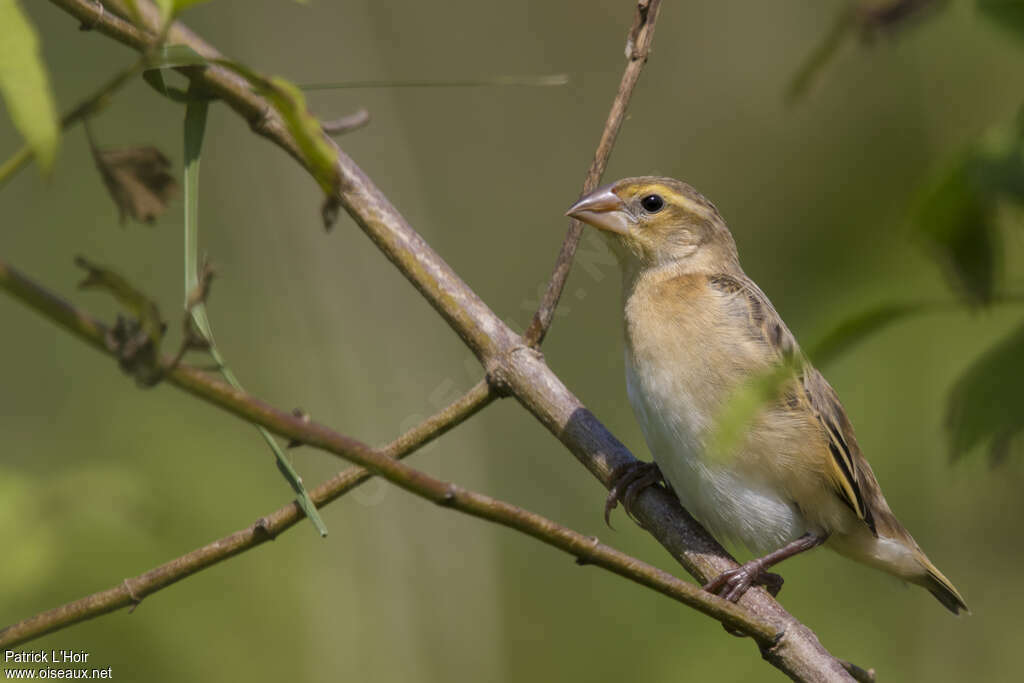 Euplecte à dos d'or mâle immature, identification