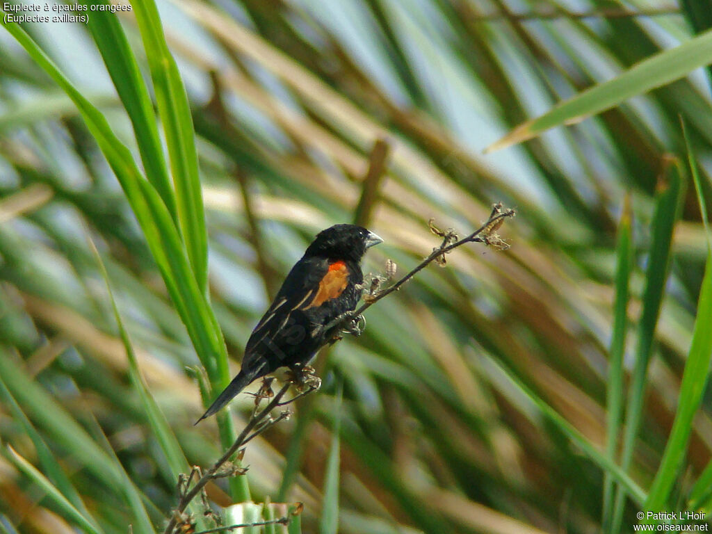Euplecte à épaules orangées, habitat