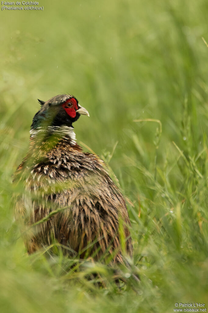 Common Pheasant male adult breeding