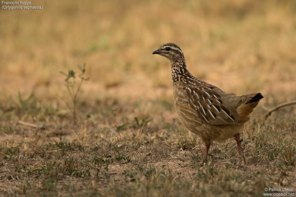 Francolin huppé