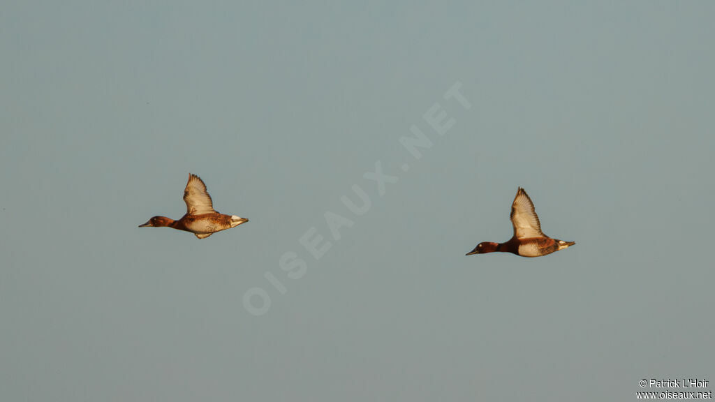 Ferruginous Duckadult