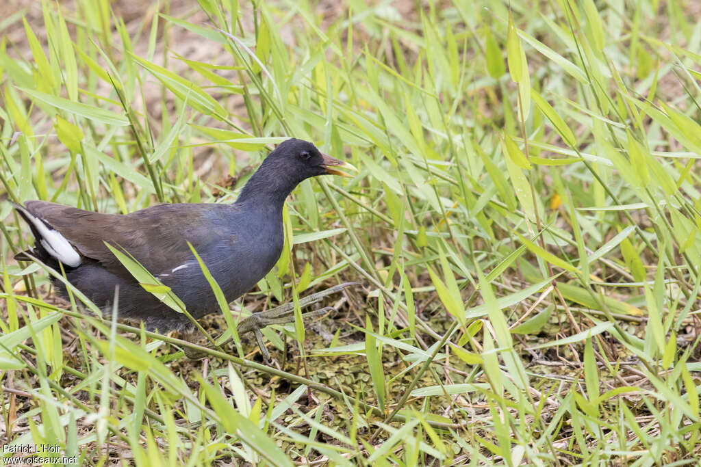 Gallinule d'Amérique2ème année, identification