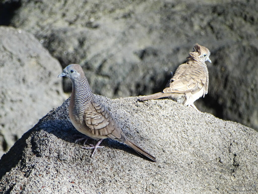 Zebra Dove