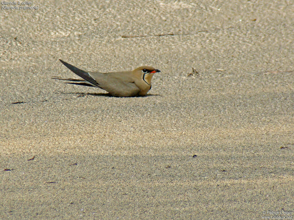 Collared Pratincole