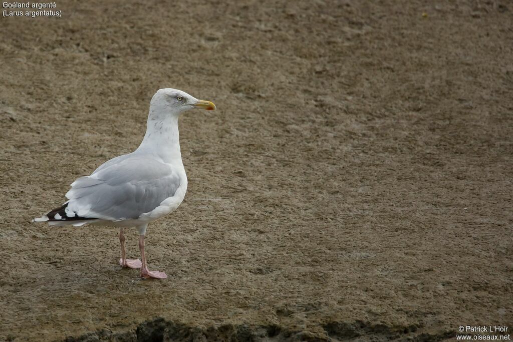 European Herring Gull