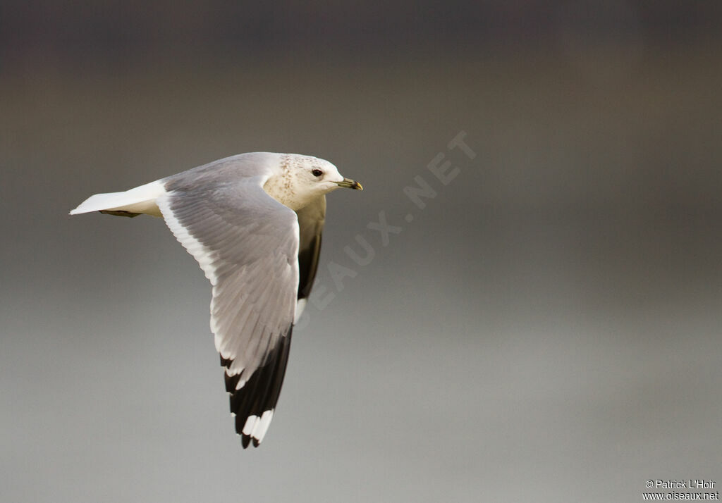 Common Gull