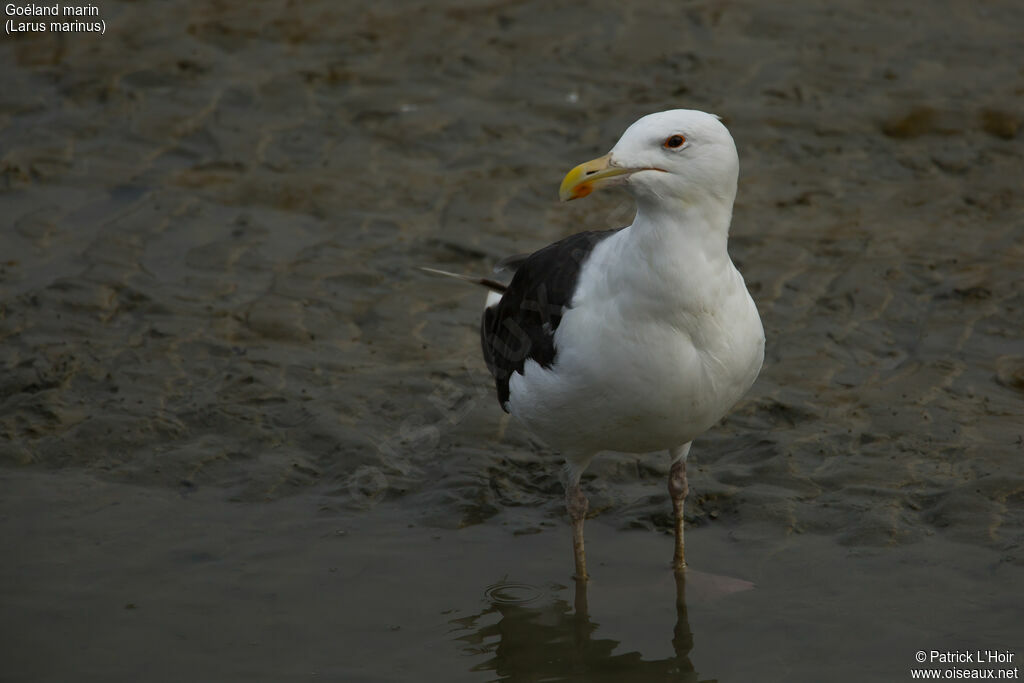 Goéland marinadulte