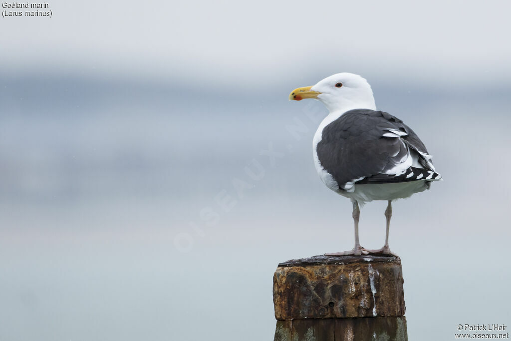 Goéland marinadulte