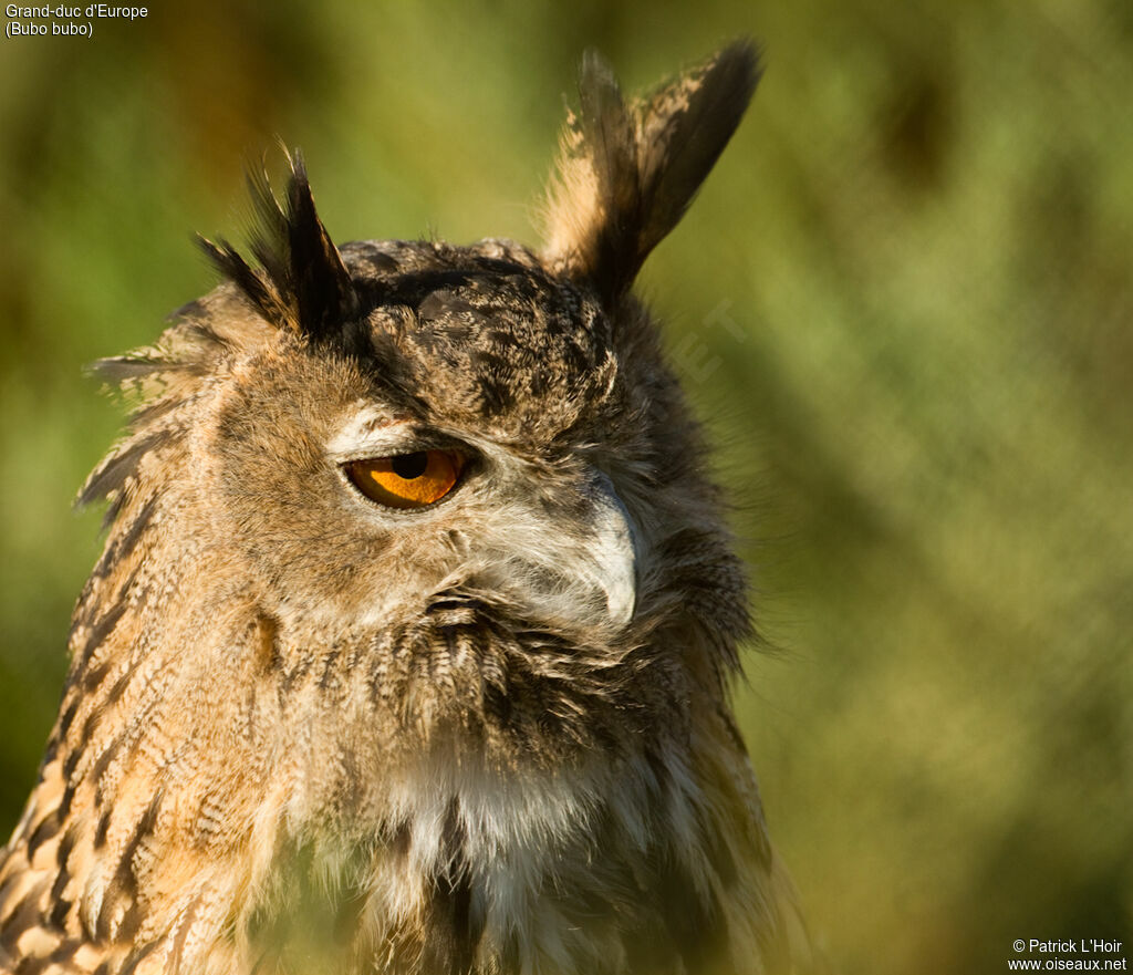 Eurasian Eagle-Owladult