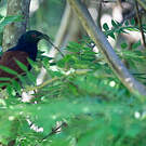 Grand Coucal