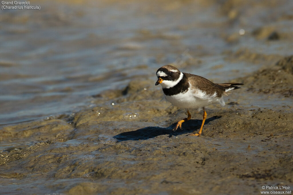 Common Ringed Ploveradult