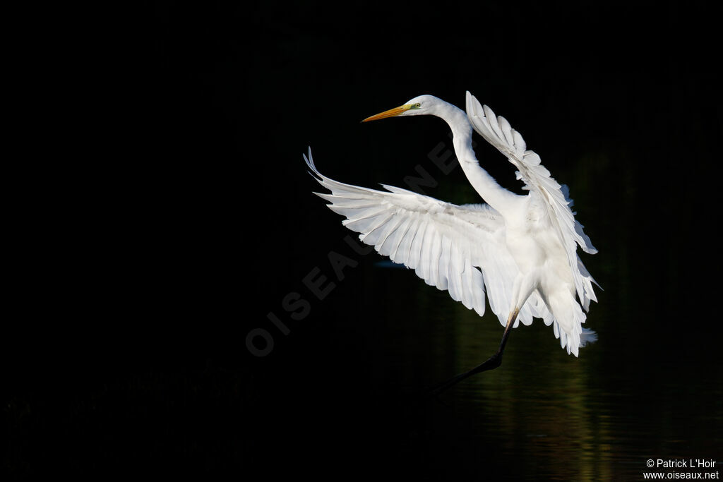 Grande Aigrette